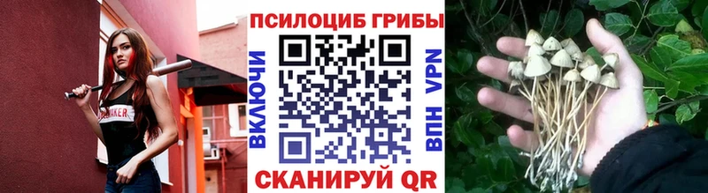 Галлюциногенные грибы Psilocybine cubensis  Купить закладки  Пустошка 